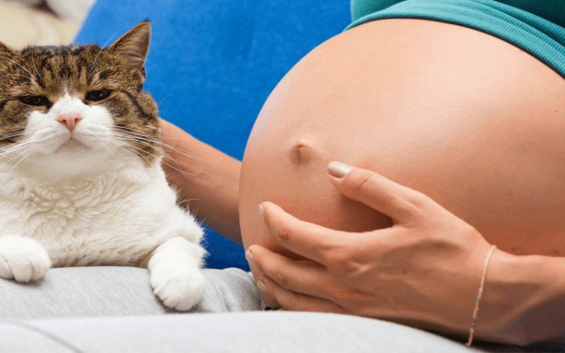 Toxoplasmose na Gravidez: Entendendo os Riscos e Protegendo o Bebê